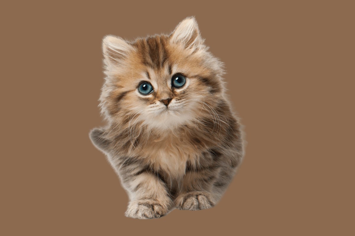 Shop Cat Flea Tick & Wormers