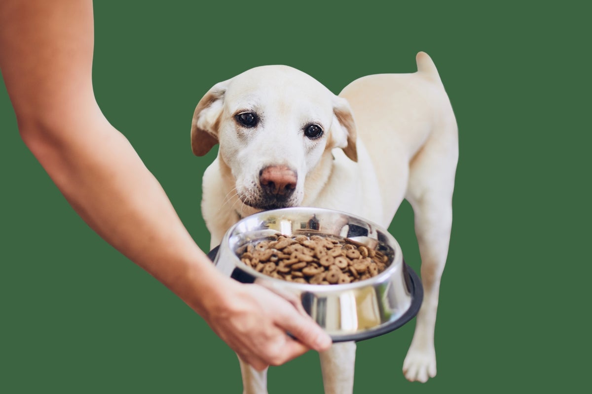 Shop Dry Prescription Dog Food